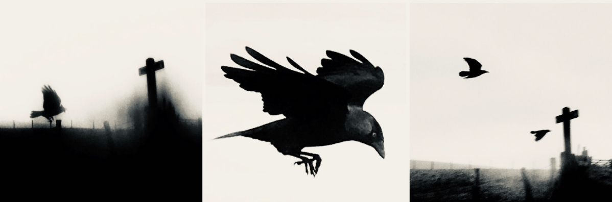 Birds of Firle Banner Image - credit Tanya ShadrickBirds of Firle Banner Image - credit Tanya Shadrick