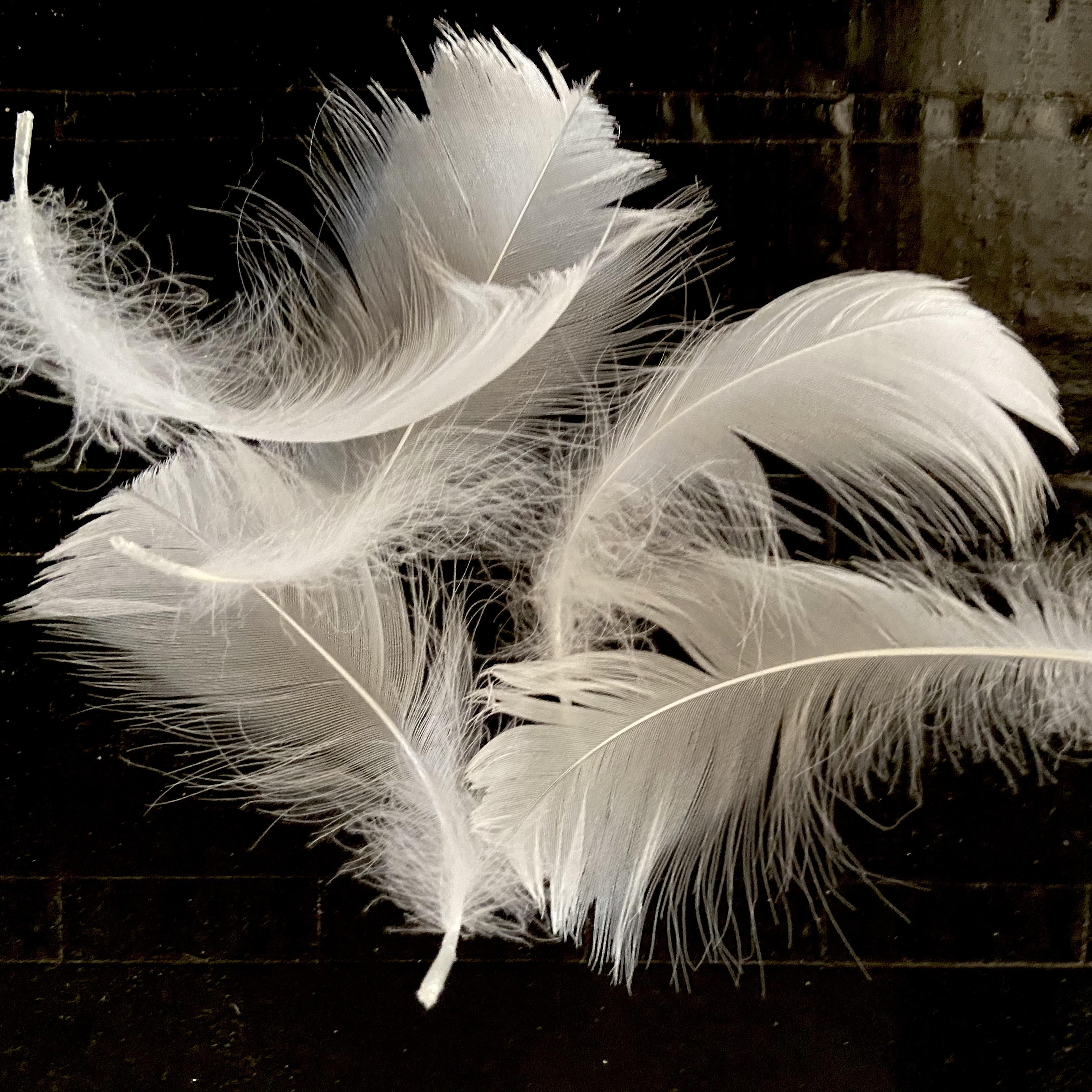 Swan Feathers Too by Jean Wilson for Birds of Firle