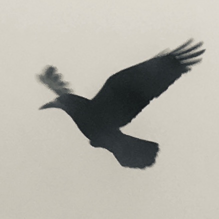 Rook Looks to Spring 3 by Tanya Shadrick